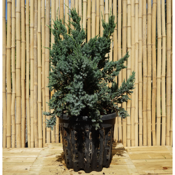 Juniperus squamata (Genévrier écailleux) ´Blue Compact´