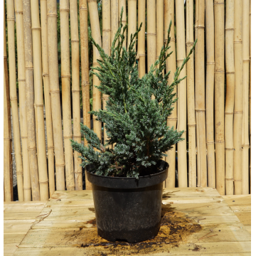 Juniperus squamata (Genévrier écailleux) ´Blue Compact´