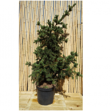Picea pungens ´Lucky Strike´
