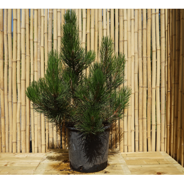 Pin de Bosnie - cont. 9.5l - 40/60cm (Pinus leucodermis heldreichii)