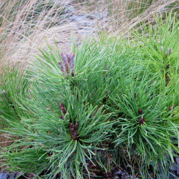 Pin de montagne 'Mughus' - cont. 3l (Pinus mugo)