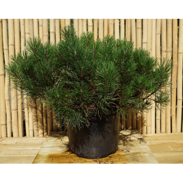 Pinus mugo (Pin de montagne) ´Mughus´