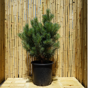 Pin sylvestre 'Watereri' - cont. 12-18l - 60/80cm (Pinus sylvestris)