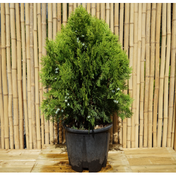 Thuja orientalis ´Aurea nana´ (Compacta) (Platycladus ´Aurea nana´) - cont. 9.5 litres
