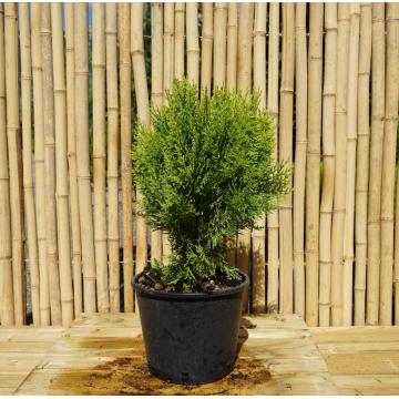 Thuja orientalis ´Aurea nana´ (Compacta) (Platycladus ´Aurea nana´) - cont. 4 litres