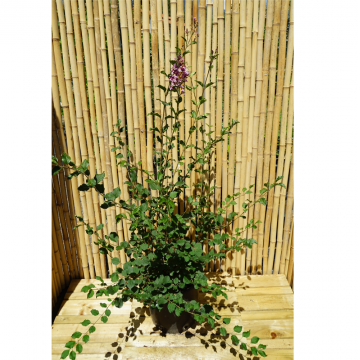 Lila nain de Corée 'Palibin' - cont. 9.5l - 40/60cm (Syringa meyeri)