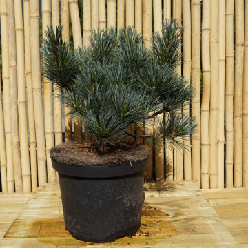 Pinus peuce ´Glauca Compacta´ (Pin de Macédoine)