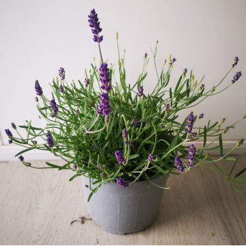 Lavandula angustifolia Hidcote (Lavande, Lavande vraie) - en pot de 14 cm