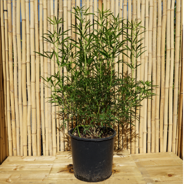 Oranger du Mexique 'Aztec Pearl' - cont. 9.5l (Choisya)