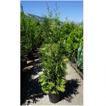 Thuya du Canada 'Brabant' - cont. 30l (Thuja occidentalis)