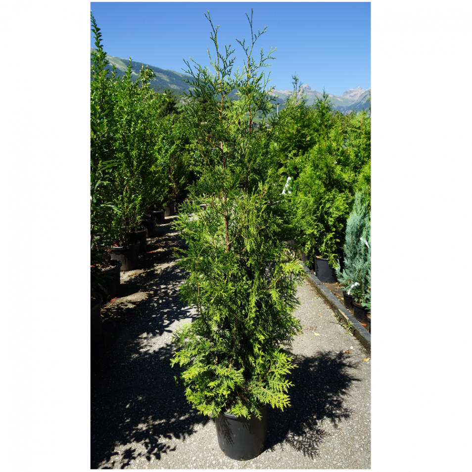 Thuja occidentalis (Thuya occidental) ´Brabant´