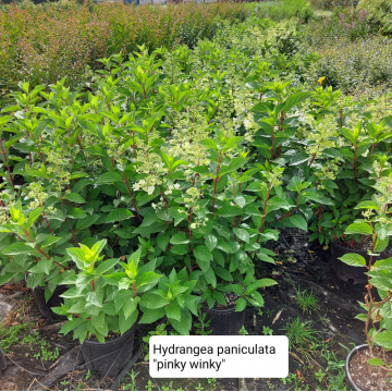 Hydrangea paniculata ´Pinky Winky´ (Hortensia paniculé)
