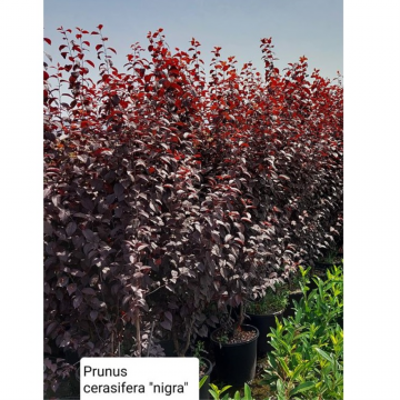 Prunier à feuilles pourpres 'Nigra' - cont. 18-20l - 175/200cm (Prunus cerasifera)