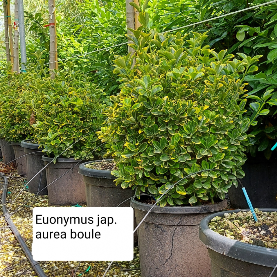 Fusain du Japon (Euonymus japonicus) : plantation, taille, entretien