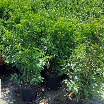 Laurier du Portugal 'Angustifolia' - cont. 25/30l - 100/150cm (Prunus lusitanica)