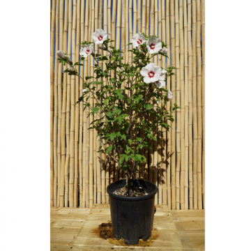 Althéa/mauve en arbre 'Red Heart' - cont. 9.5l (Hibiscus syriacus)