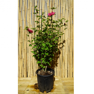 Hibiscus syriacus (Althéa, Mauve en arbre) ´Magenta Chiffon´®