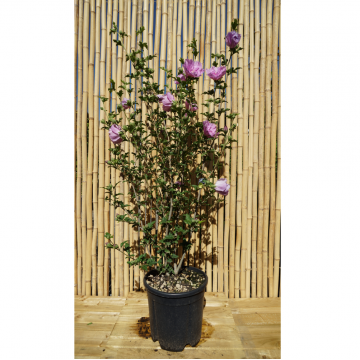Hibiscus syriacus ´Lavender chiffon®´ (Althéa, Mauve en arbre)