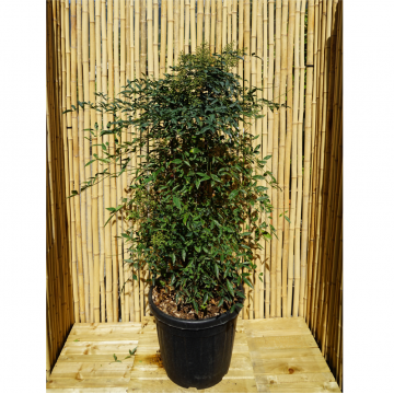 Bambou sacré - cont. 30l (Nandina domestica)