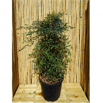 Nandina domestica (Bambou sacré)