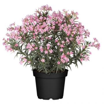 Laurier rose - en pot de 30 cm (Nerium oleander)