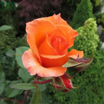 Rosier buisson 'Doris Tysterman' - cont. 6l (Rosa Thé moderne)