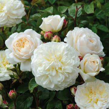 Rosier arbustif 'Tranquillity®' - cont. 6l (Rosa floribunda)