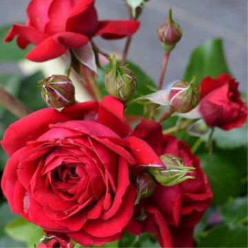 Rosier buisson 'Rotkappchen®' - cont. 6l (Rosa floribunda)