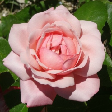 Rosier buisson 'Arioso®' - cont. 6l (Rosa Thé moderne)