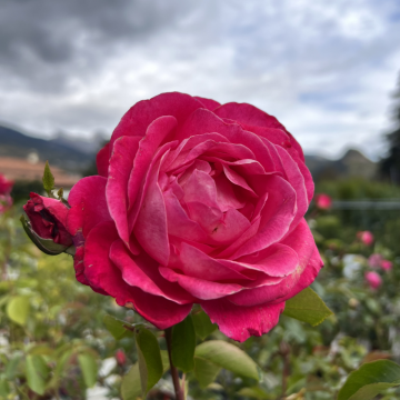 Rosier buisson 'Rose Gaujard®' - cont. 6l (Rosa Thé moderne)