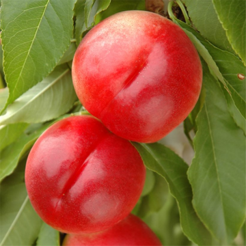 Prunus nucipersica - Nectarinier nain ´Snow baby´ demi-tige