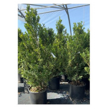 Houx 'Kanehirae' - cont. 9.5l - 100/125cm (Ilex maximowicziana)