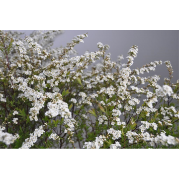 Spirée 'Grefsheim' - cont. 9.5l (Spiraea cinerea)