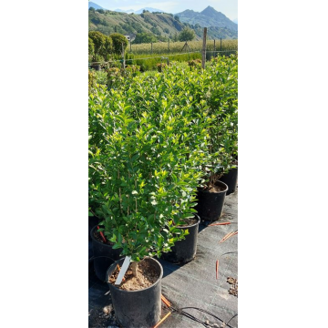 Troène de Californie - cont. 15-18l - 125/150cm (Ligustrum ovalifolium)