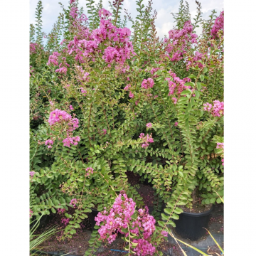 Lagerstroemia indica (rose) 125/150 cm - cont. 30 à 35 litres