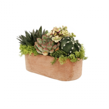 Arrangement cactus et succulentes - 17 cm - pot ovale