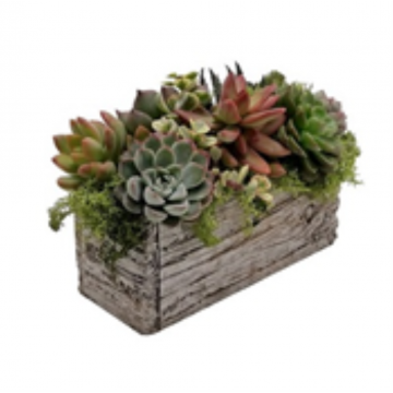 Arrangement cactus et succulentes - 18 cm - pot rectangulaire