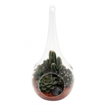 Arrangement cactus - récipient en verre