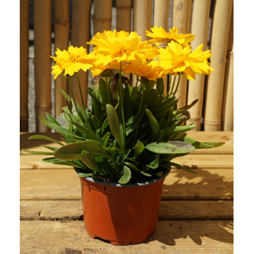 Coreopsis grandiflora Illico