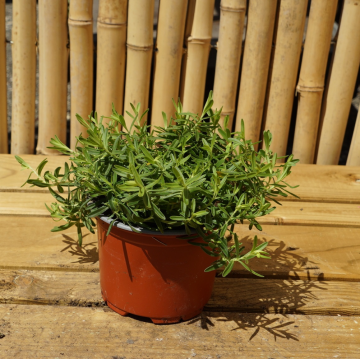 Dianthus deltoides Albus - en pot de 10.5 cm