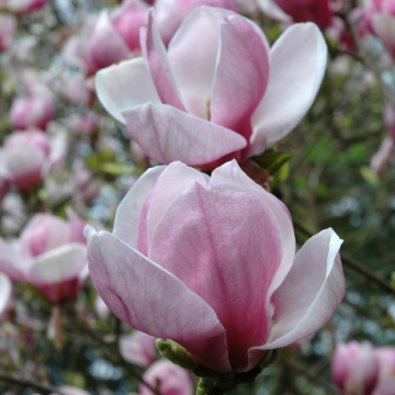 Magnolia de Soulange - cont. 25/30l -125/150cm (Magnolia x soulangeana)