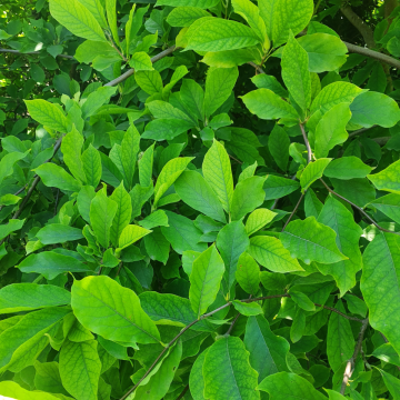 Magnolia de Soulange - cont. 30l -125/150cm (Magnolia x soulangeana)
