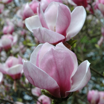 Magnolia de Soulange - cont. 30l -125/150cm (Magnolia x soulangeana)