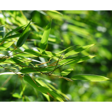 Bambou 'Spectabilis' - cont. 12l - 150/175cm (Phyllostachys aureosulcata)