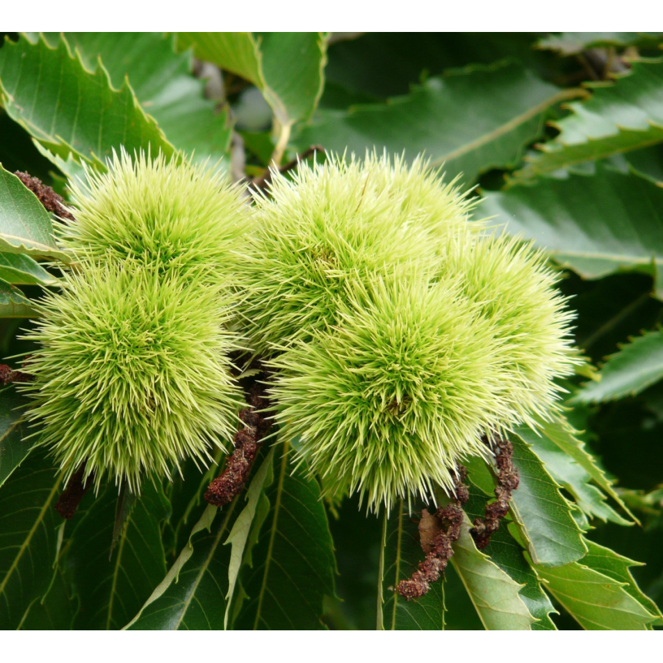 Châtaignier cont. 9.5l (Castanea sativa)