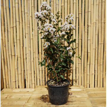 Lagerstroemia indica (Lilas d´été) ´Nivea´