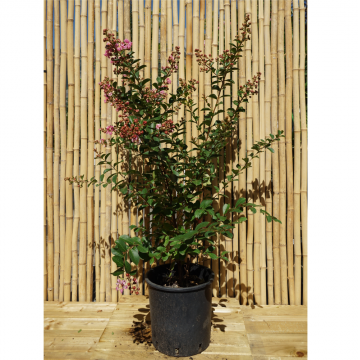 Lilas des Indes 'Petite Pink' - cont. 9.5l (Lagerstroemia indica)