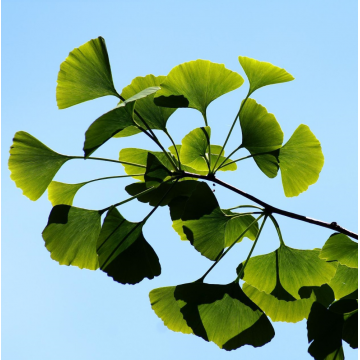 Ginkgo biloba (Arbre aux quarante écus)