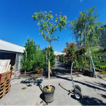 Albizia julibrissin (Arbre à soie) tronc 10/12 cm - cont. 30 à 70 litres