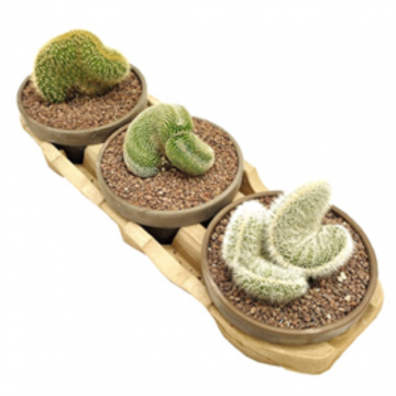 Cactus crested mix - 17 cm - pot basalt